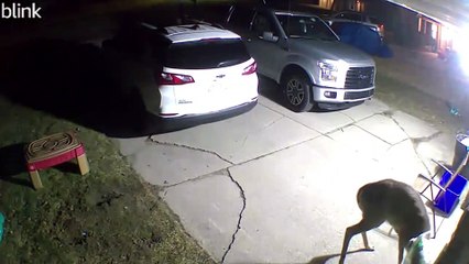 People Rescue Deer With Bag Stuck On Its Head