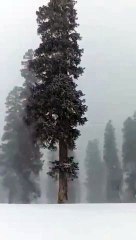 Murre snowfall