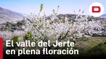 El valle del Jerte comienza alcanza su «momento perfecto» de floración