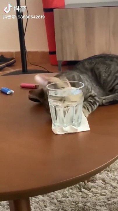 Funny video