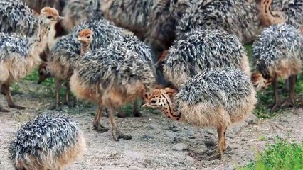 Look the nature and creativity of ALLAH.beutifull bird's