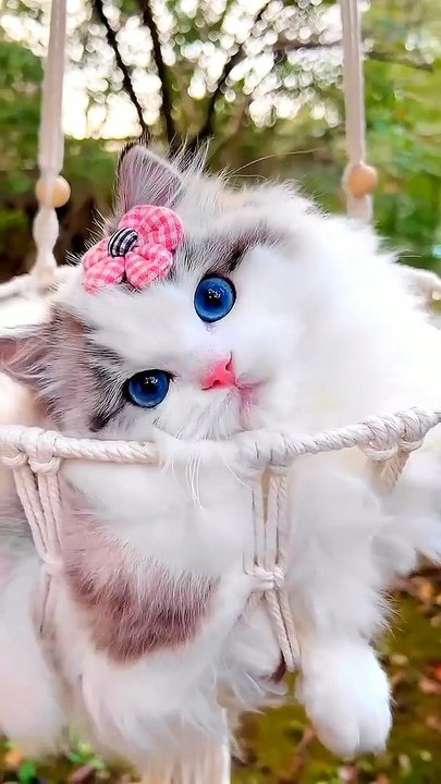 cute kitty with blue eyes