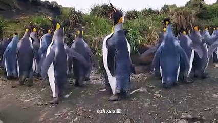 Le combat pour les oiseaux dans le ciel d'Israël - Bande annonce