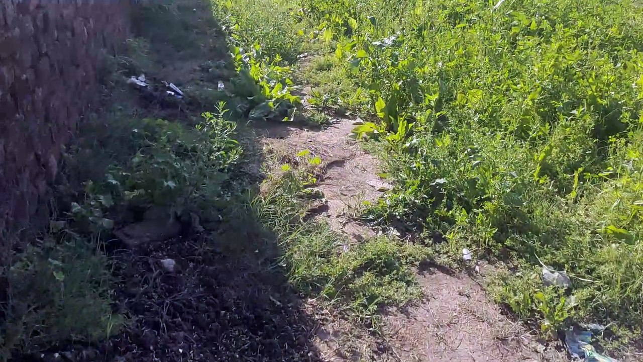 Wheat farming and harvesting