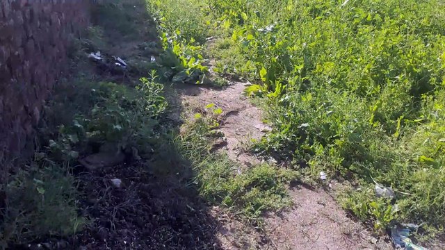 Wheat farming and harvesting