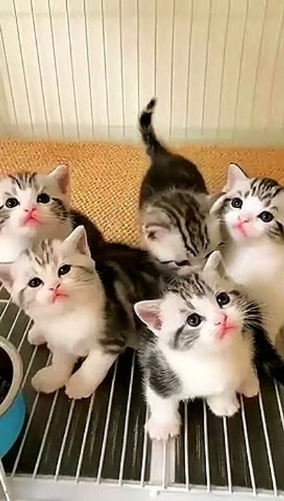 cute kittens