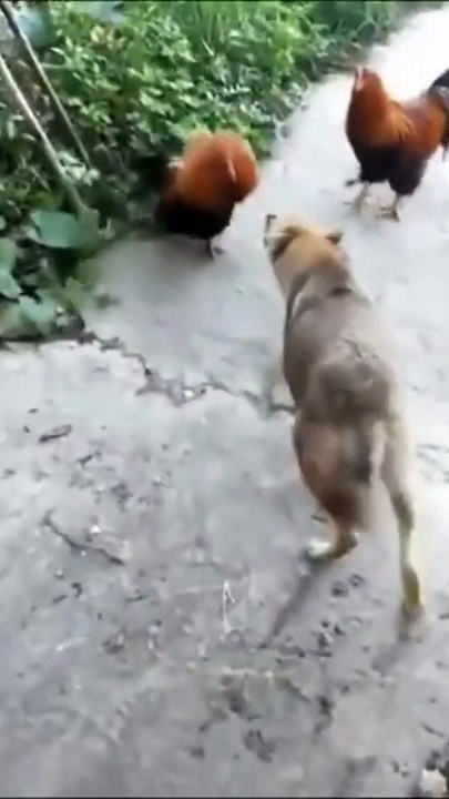 Funny Dog Videos  Copyrights