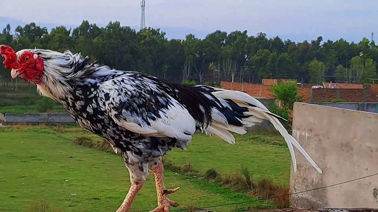 Aseel Murgha #aseel #aseelbreeding #aseellovers #pets #petslover