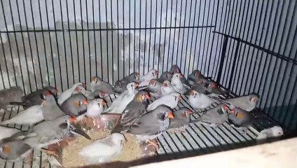 Birds Market Update|latest birds price