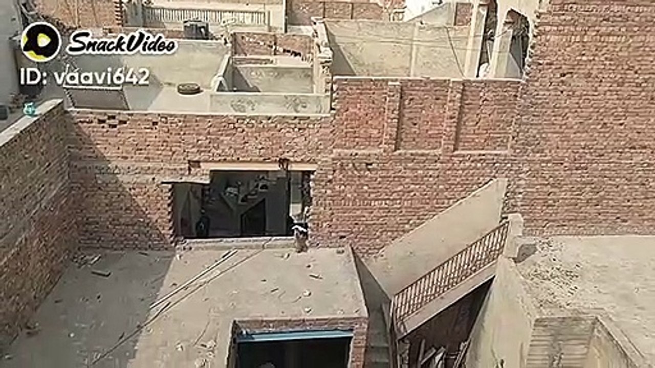 Cat attack on the piegon