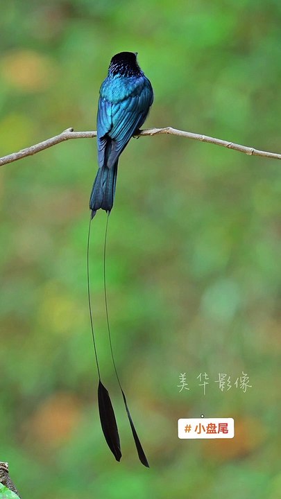 Beutifull birds