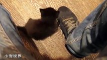 Cute Baby Cat Playing His Owner Ever Funny Kittns