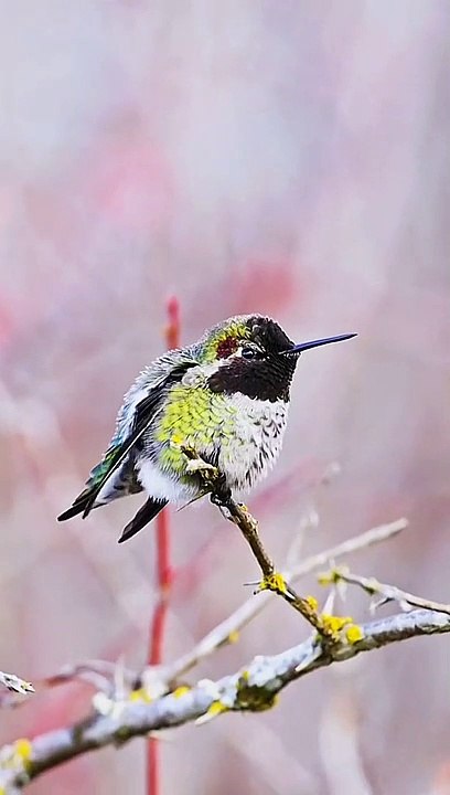 Top beutifull bird