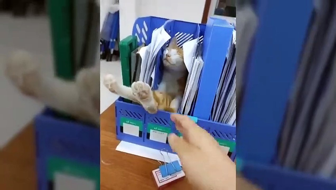 Funny_and_Cute_Animal_Moments_Video_Compilation_5(480p)