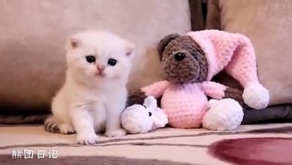 So So Cute Baby Cats Ever Funny Kittns
