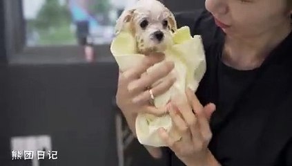 Beauti Full Baby Cats White Ever Funny Kittns