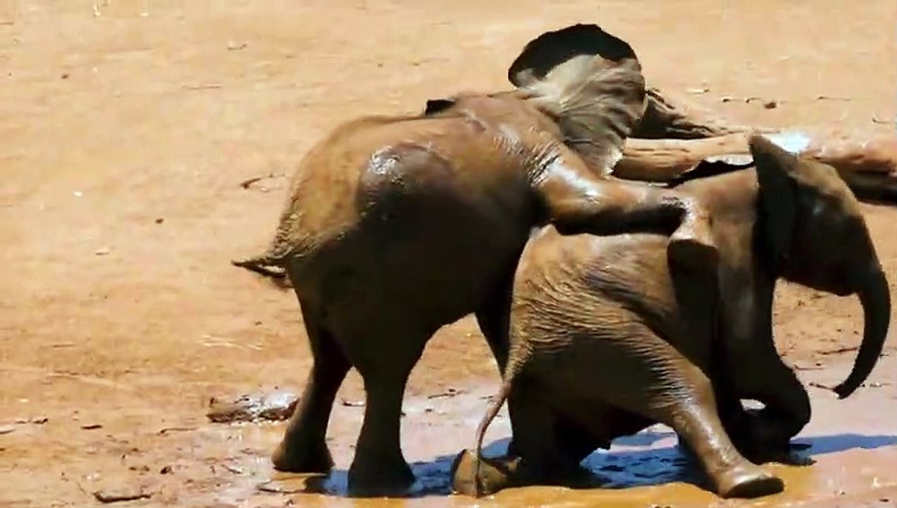 funny elephant video
