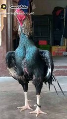 Beautiful Aseel Murga