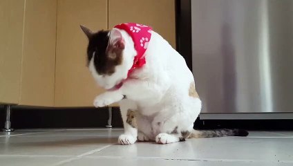 funny cat video