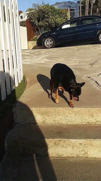Funny dog