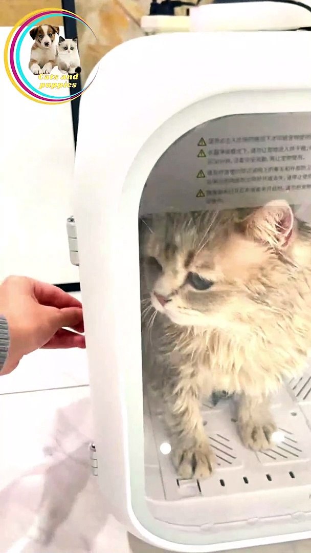 ⁣cats love #cats #puppies