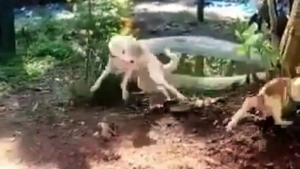 Cute Cats Fight With Dogs Complication Ever Fuuny Kittns