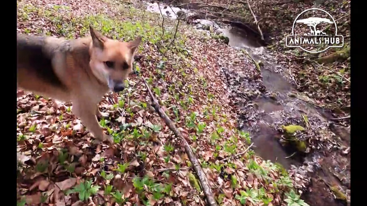 german shepherd | german shepherd dog | german shepherd dog training