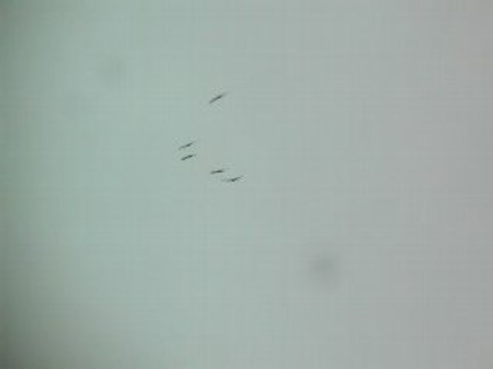 grues cendrées