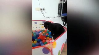 Best Funny Dogs And Cats Videos -- - Funniest Animals Videos 2023 / Funniest Animals Video - Best Cats and Dogs - Funny Cats and Crazy Dogs Videos 2023! shorts