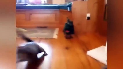 Download Video: Best Funny Dogs And Cats Videos -- - Funniest Animals Videos 2023-- Funniest Animals Video - Best Cats and Dogs - Funny Cats and Crazy Dogs Videos 2023! shorts