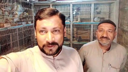 Persion Cat Price|pets shop|cute persion cat