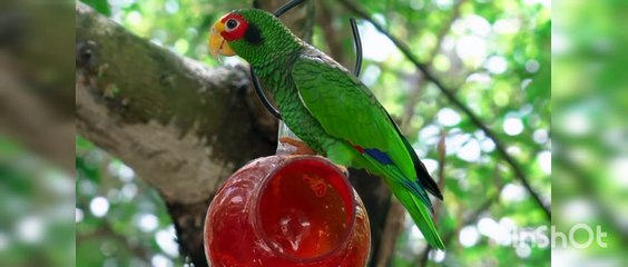 Beautiful relaxing  bird's voice must watch