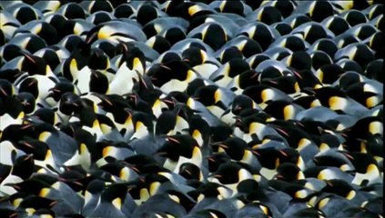 Το Ταξίδι του Αυτοκράτορα | movie | 2005 | Official Trailer