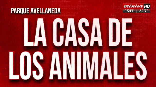 Rescata perros de la calle: se quedó sin trabajo y no puede darles de comer