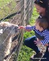 Funniest Baby and Animals Fails (2)