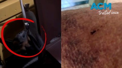 Vaccine rushed to wedding party after bat crashes event