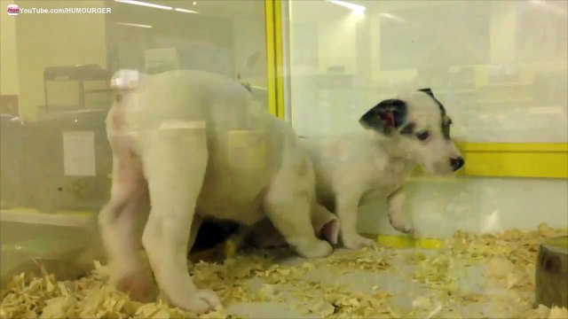 Bébé Bulldog anglais blanc drôle