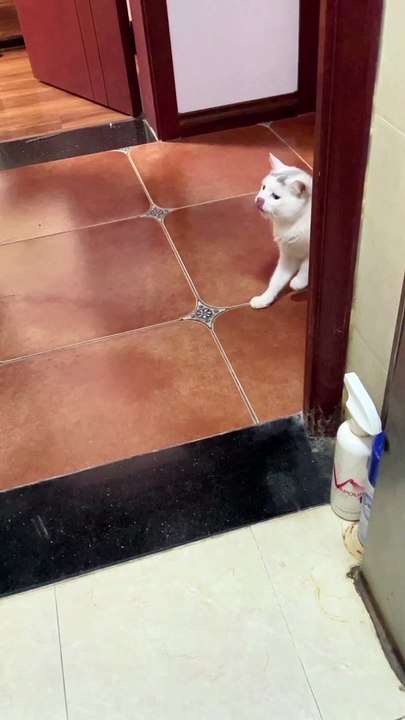 Beautiful cat | pets and animals |funny videos #cat #funny #viral #shorts #usa #trending