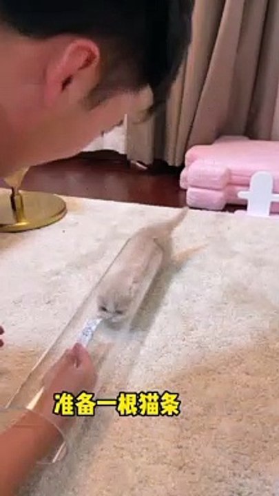 Beautiful cat |pets and animals | funny video #shorts #cat #usa #viral #pets