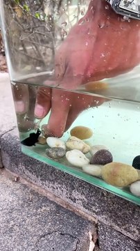 Beautiful Fishing | pets and animals | funny video #shorts #viral #fish #usa #pets