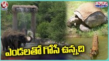 Animals And Birds Facing Problems With Raise In Temperature In Summer _ V6 Weekend Teenmaar