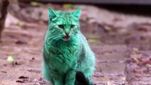 Meet the GREEN cat of Bulgaria - Funny Cat - Funny Animals