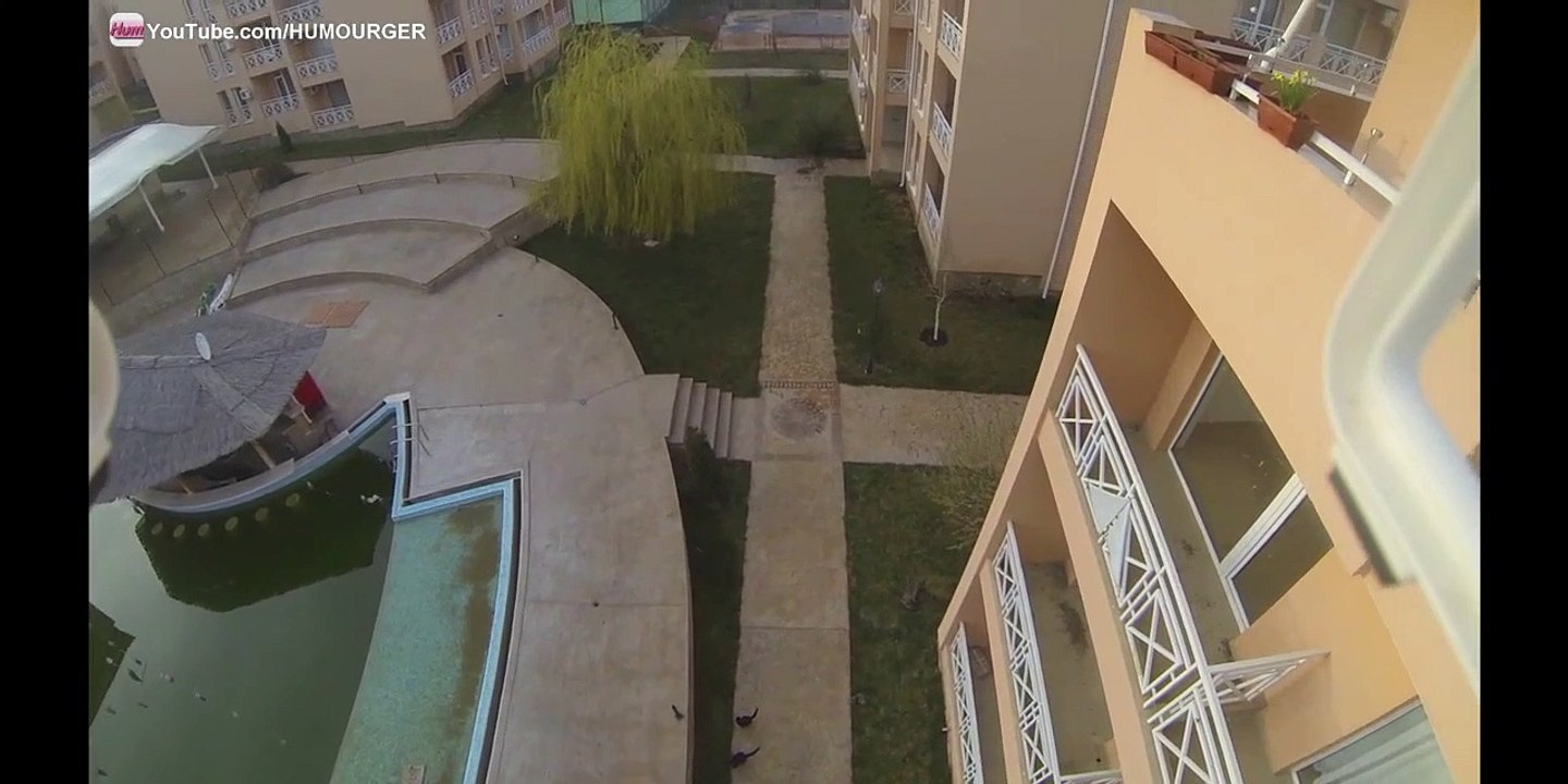 DJI Phantom VS Cats