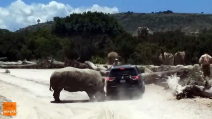 A rhino in rutting attacks a car (Mexico)   Un rhinocéros en rut attaque une voiture (Mexique)