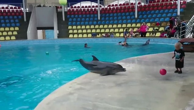Un enfant joue au ballon avec un dauphin