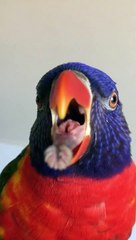 A parrot sticking out his tongue   Un perroquet tire la langue