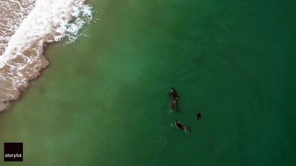 Nageuse au milieu des orques (Nouvelle-Zélande)