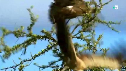 3 hommes volent le repas de 15 lions affamés