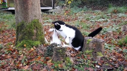 Puppies and Kittens Best Friends Compilation 2015