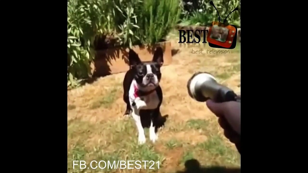 BEST FUNNY ANIMALS COMPILATION 2014   2015 NEW FULL HD   Funny video 2014 HD   Funny talking animals